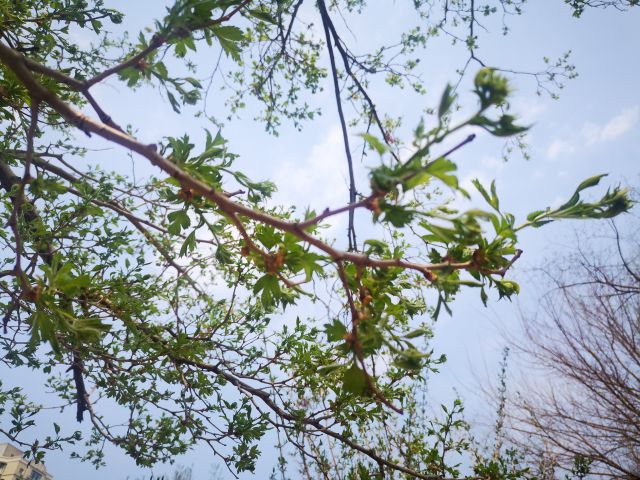 绿色植物-图片来源编辑网