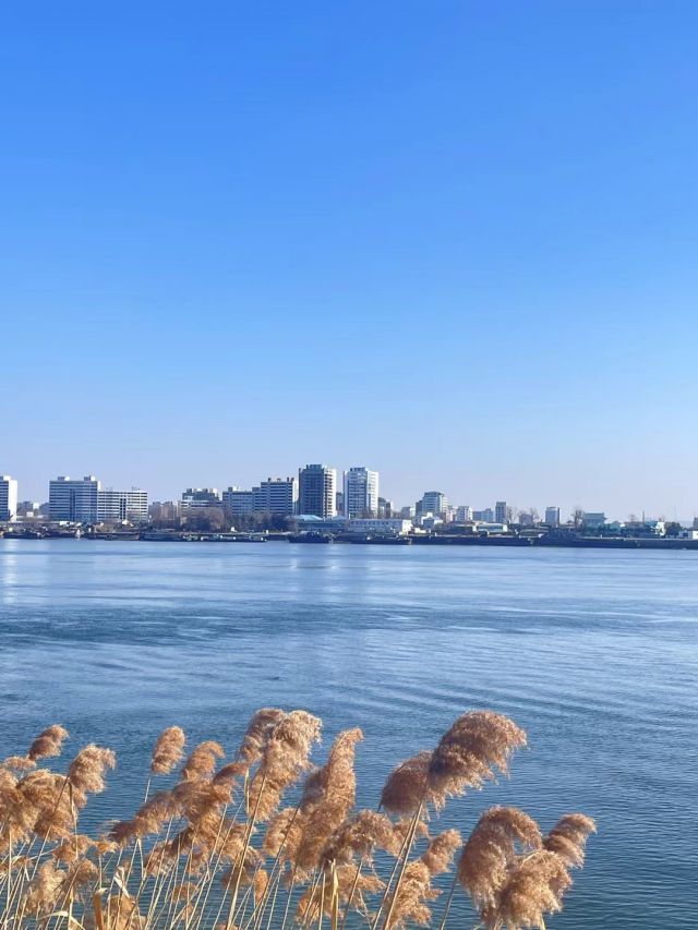 海边芦苇-图片来源编辑网