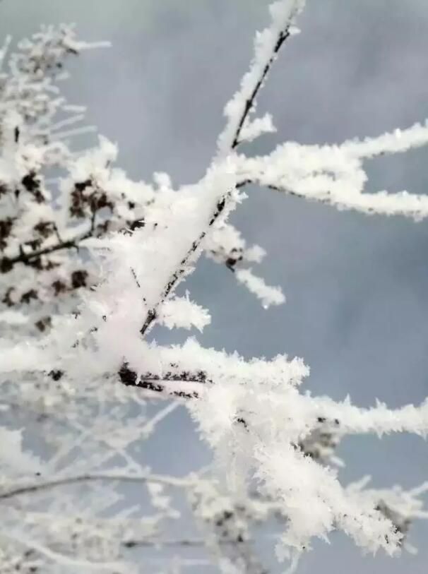 冬雪:南方人的执念-图片来源编辑网