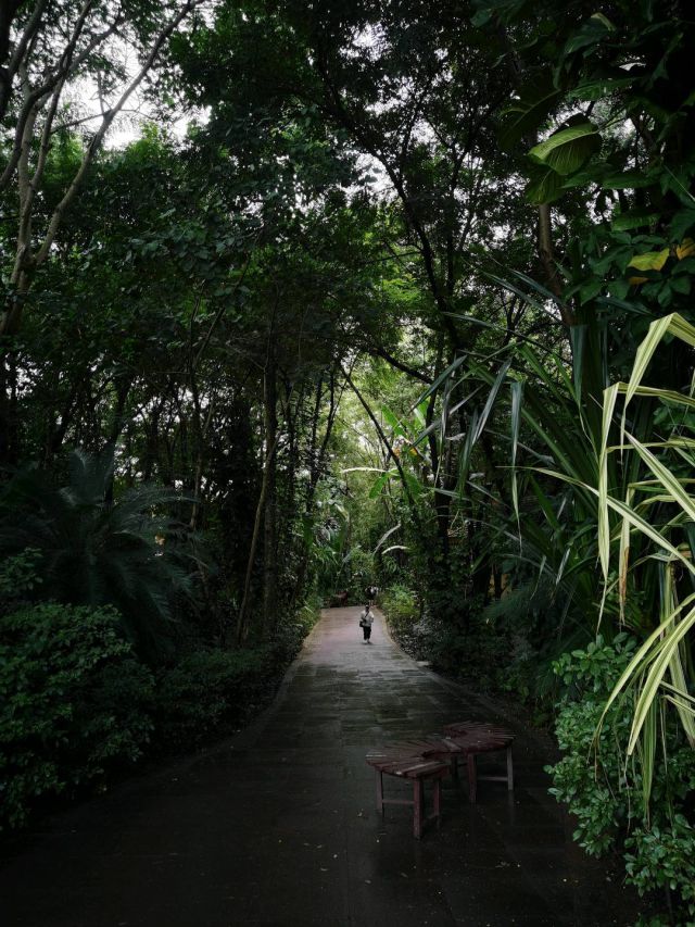 西双版纳-图片来源编辑网